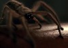 Джеймс Ван спродюсирует ремейк комедийного хоррора "Боязнь пауков"