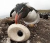 Самый реалистичный фильм про пингвинов от BBC - "Шпион под прикрытием"