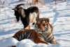 Тигр Амур и козел Тимур могут стать героями мультфильма